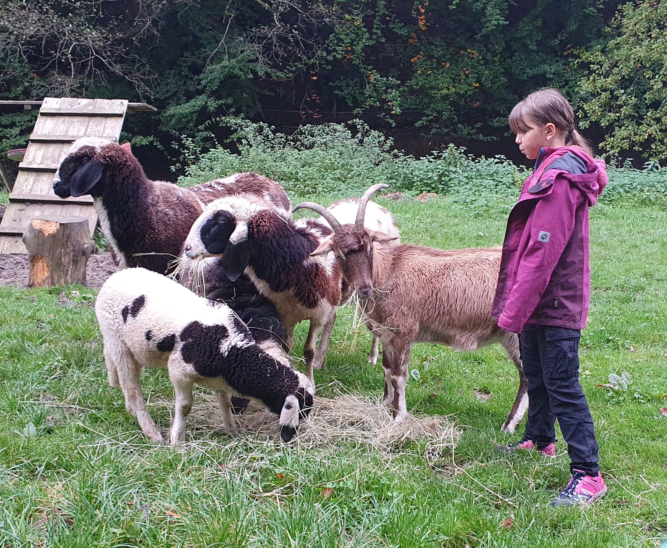 Kinder spielen beim Bauernhof-Geburtstag mit Stroh und Tieren